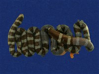 藏品(黑唇青斑海蛇)的圖片